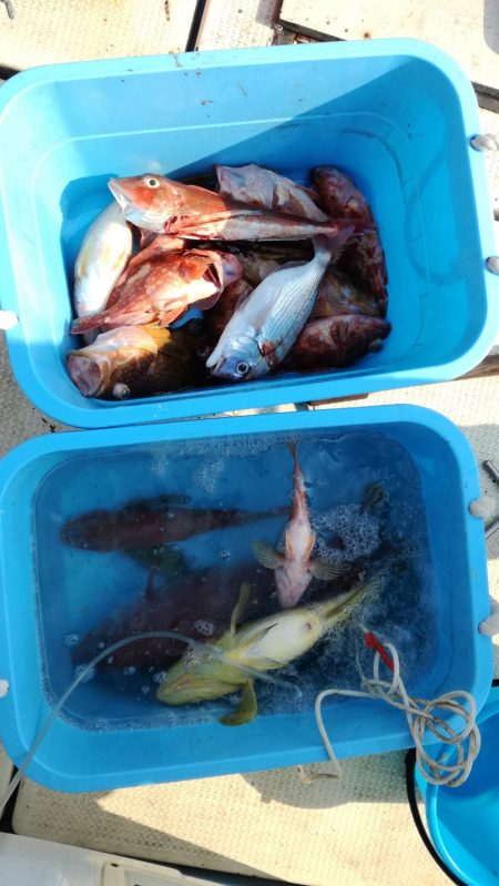 リトルワン 釣果