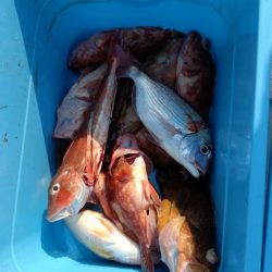 リトルワン 釣果