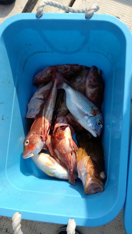 リトルワン 釣果