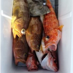 リトルワン 釣果