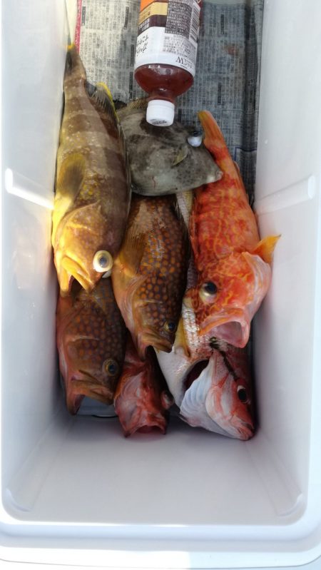 リトルワン 釣果