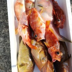 リトルワン 釣果