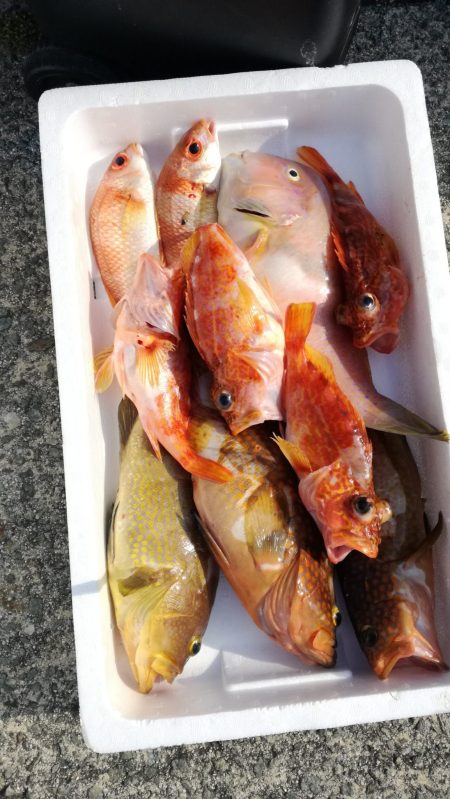 リトルワン 釣果