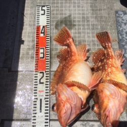 シーモンキー 釣果