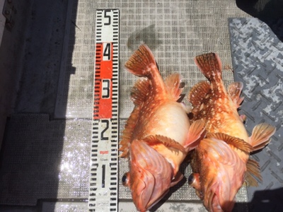 シーモンキー 釣果