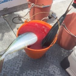 シーモンキー 釣果