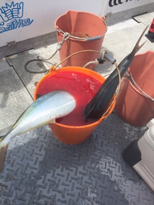 シーモンキー 釣果