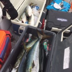 シーモンキー 釣果