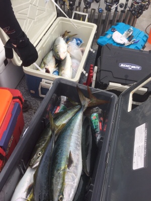 シーモンキー 釣果