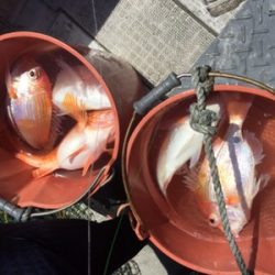 シーモンキー 釣果