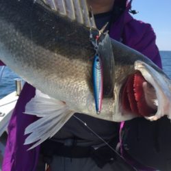 シーモンキー 釣果