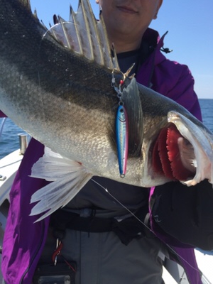 シーモンキー 釣果