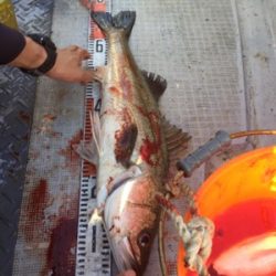 シーモンキー 釣果