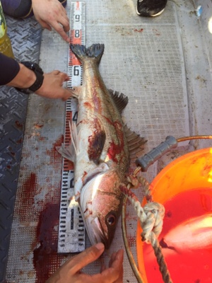 シーモンキー 釣果