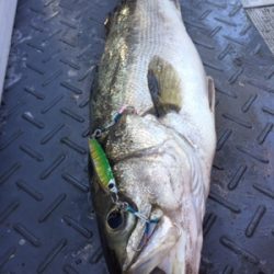 シーモンキー 釣果