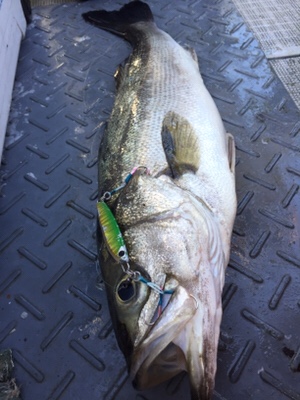 シーモンキー 釣果