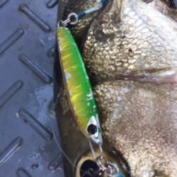 シーモンキー 釣果