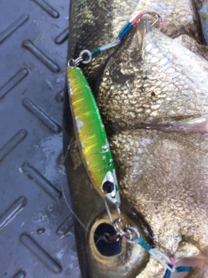 シーモンキー 釣果