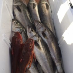 シーモンキー 釣果