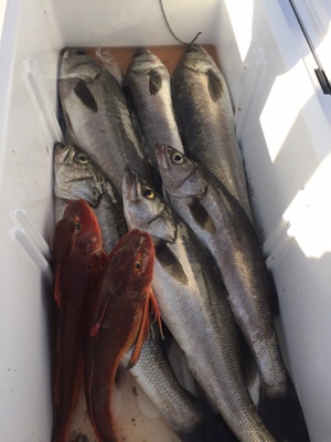 シーモンキー 釣果