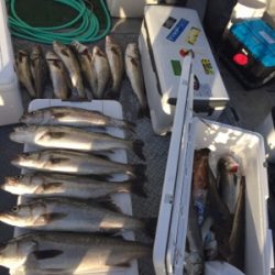 シーモンキー 釣果