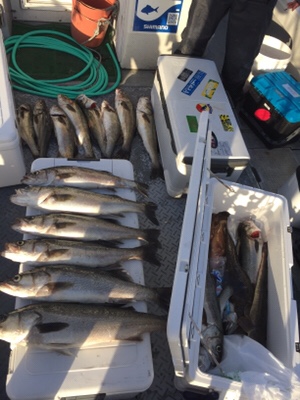 シーモンキー 釣果