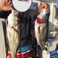 シーモンキー 釣果