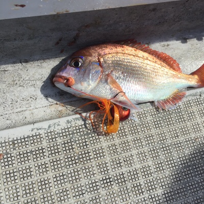 シーモンキー 釣果