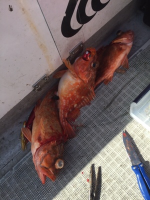 シーモンキー 釣果