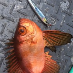 シーモンキー 釣果