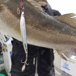 シーモンキー 釣果