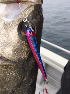 シーモンキー 釣果