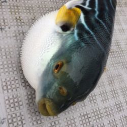 シーモンキー 釣果