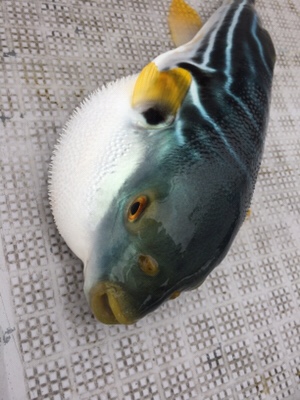 シーモンキー 釣果