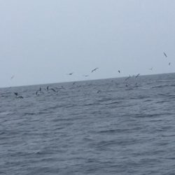 シーモンキー 釣果