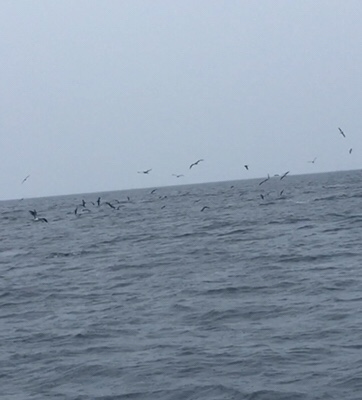 シーモンキー 釣果