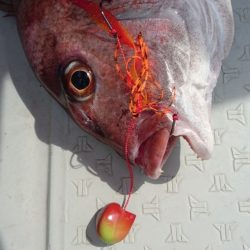 遊漁船ブルーウッズ 釣果