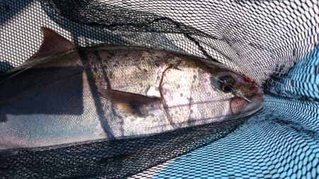 海晴丸 釣果