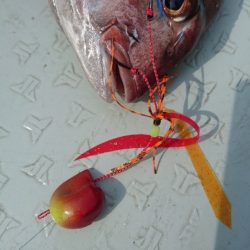 遊漁船ブルーウッズ 釣果