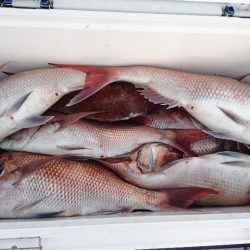 遊漁船ブルーウッズ 釣果