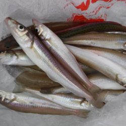 遊漁船 幸友丸 釣果