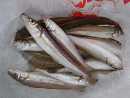 遊漁船 幸友丸 釣果