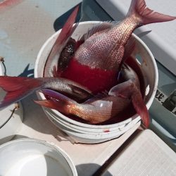 遊漁船ブルーウッズ 釣果