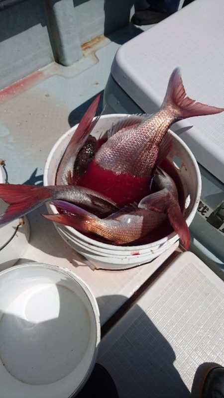 遊漁船ブルーウッズ 釣果