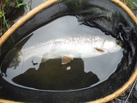秩父フライフィールド 釣果