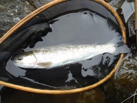 秩父フライフィールド 釣果