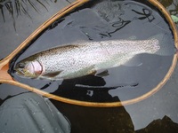 秩父フライフィールド 釣果