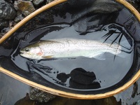 秩父フライフィールド 釣果