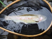 秩父フライフィールド 釣果