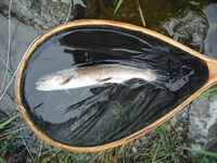 秩父フライフィールド 釣果